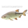 Jenzi Catch A Pike Float Rig Treble Hook 7x7 12kg 60cm