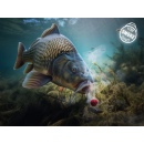 Delphin D Snax Shell Köder 10mm /30g Scopex-Vanilla